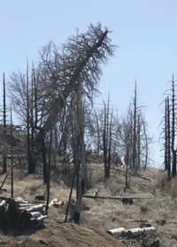 One millionth tree removed under the San Bernardino County Hazardous Tree Abatement Program